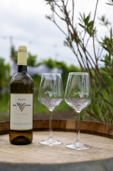 fles wijn uit 2024 met witte wijn van wijngaard De Linie  op een tafel met 2 glazen