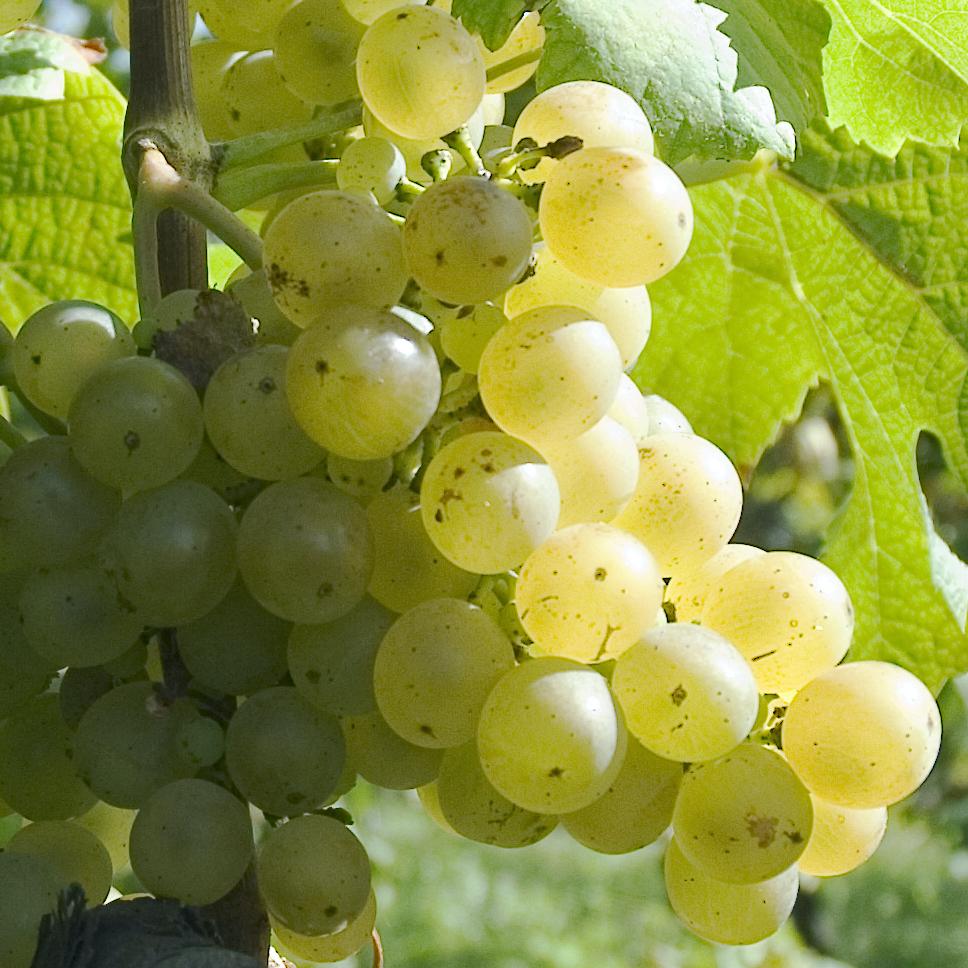 wijngaard de linie druivensoort wit